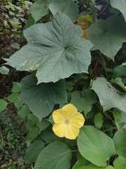 Camonea vitifolia