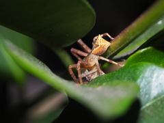Sidymella trapezia