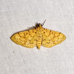 Conogethes punctiferalis