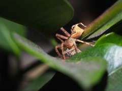 Sidymella trapezia