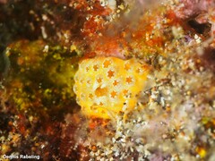 Didemnum pseudofulgens