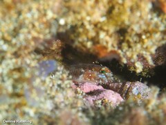 Vanneaugobius canariensis