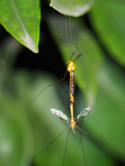 Nephrotoma australasiae