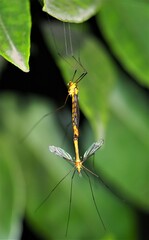 Nephrotoma australasiae