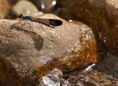 Rhinocypha cucullata
