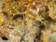 Cystoseira compressa