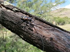 Zographus oculator