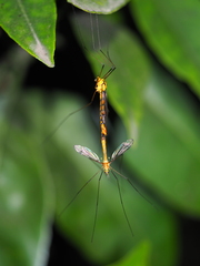 Nephrotoma australasiae