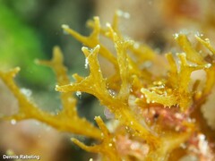 Cystoseira compressa