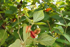 Rhynchosia volubilis