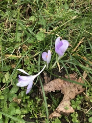 Crocus tommasinianus