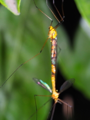 Nephrotoma australasiae