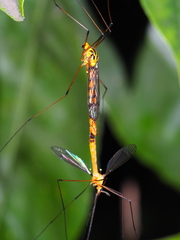 Nephrotoma australasiae