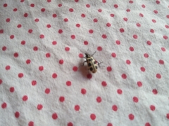 Astylus atromaculatus