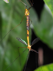 Nephrotoma australasiae