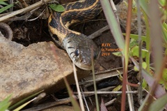 Thamnophis cyrtopsis collaris