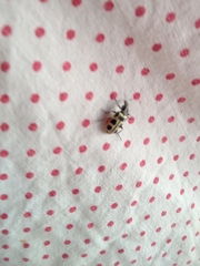 Astylus atromaculatus