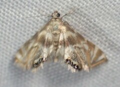 Petrophila canadensis