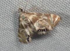 Petrophila canadensis