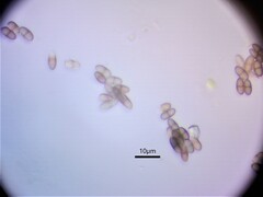 Chaenothecopsis debilis