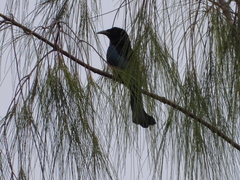 Dicrurus hottentottus