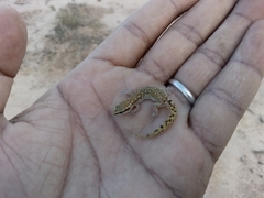 Saurodactylus