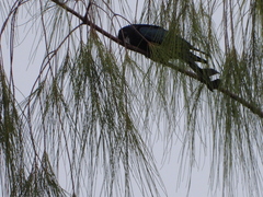 Dicrurus hottentottus