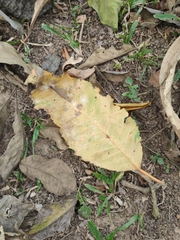 Vitex canescens
