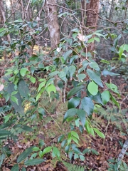 Syzygium luehmannii