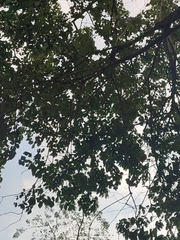 Vitex canescens