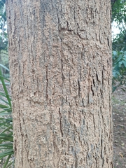 Vitex canescens