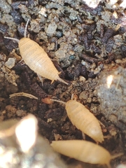 Atelurinae