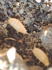 Atelurinae