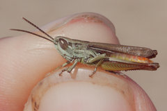 Euchorthippus elegantulus