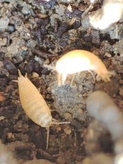 Atelurinae