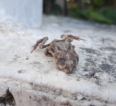 Rhinella humboldti