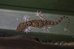 Chondrodactylus
