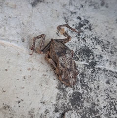 Rhinella humboldti