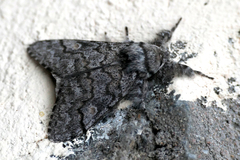 Calliteara fortunata