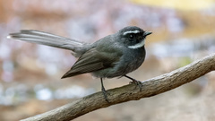 Rhipidura albicollis