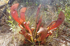 Sarracenia