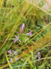Cleome maculata