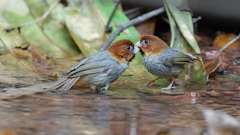 Neosuthora davidiana