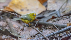 Cyanoderma chrysaeum