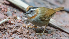 Schoeniparus rufogularis