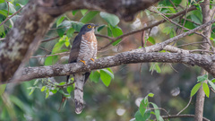 Hierococcyx sparverioides