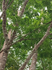 Parkia timoriana