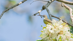 Arachnothera longirostra