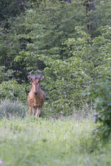Alcelaphus buselaphus lichtensteinii