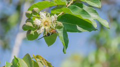 Chalcoparia singalensis